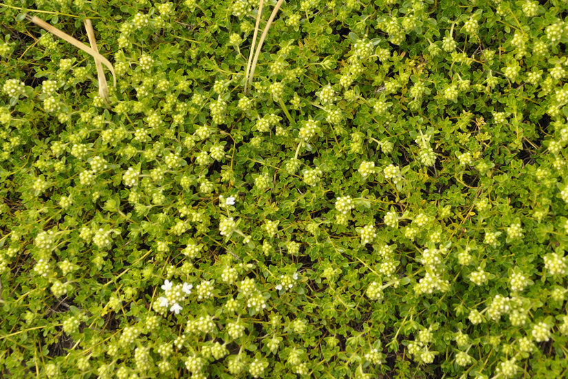 Wilde tijm - Thymus serpyllum var. albus