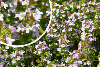 Echte tijm - Thymus vulgaris 'Compactus'