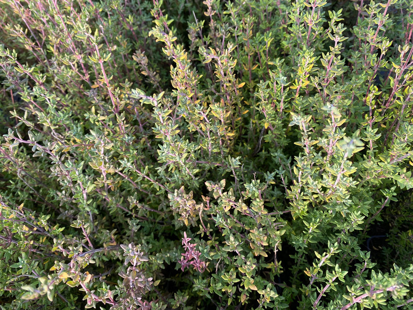 Echte tijm - Thymus vulgaris in November