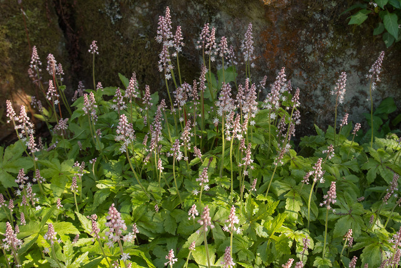 Schuimbloem - Tiarella 'Iron Butterfly'