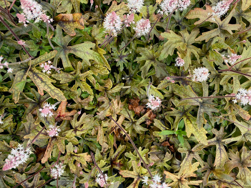 Schuimbloem - Tiarella 'Pink Skyrocket' (foto oktober)