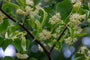 Winterlinde - Tilia cordata 'Böhlje' (syn. 'Erecta')