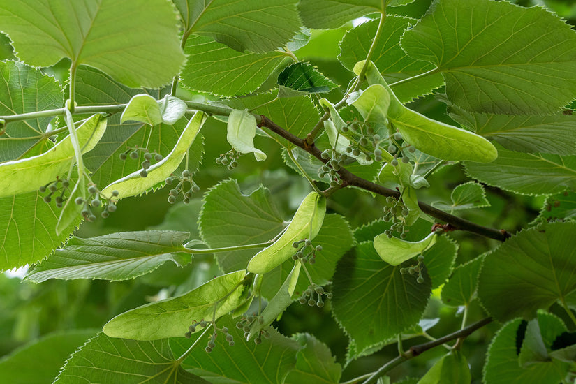 Lindeboom - Tilia cordata 'Roelvo' Blad