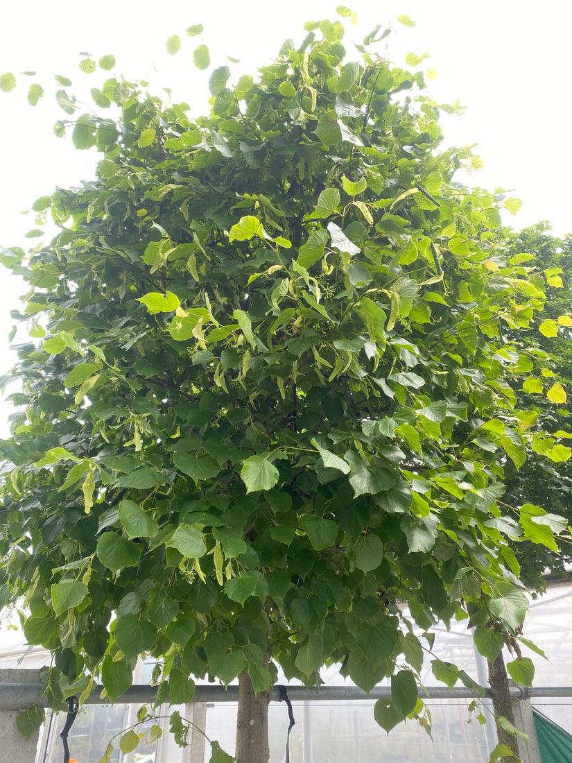 Kroon Hollandse linde - Tilia x europaea 'Pallida'