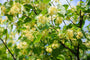 Bloei Zomerlinde, Grootbladige linde - Tilia platyphyllos