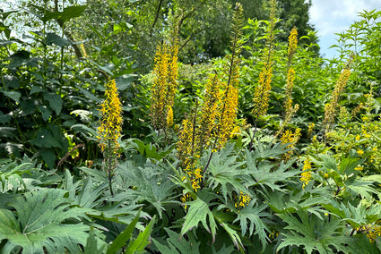 Tongkruiskruid - Ligularia przewalskii borderplant