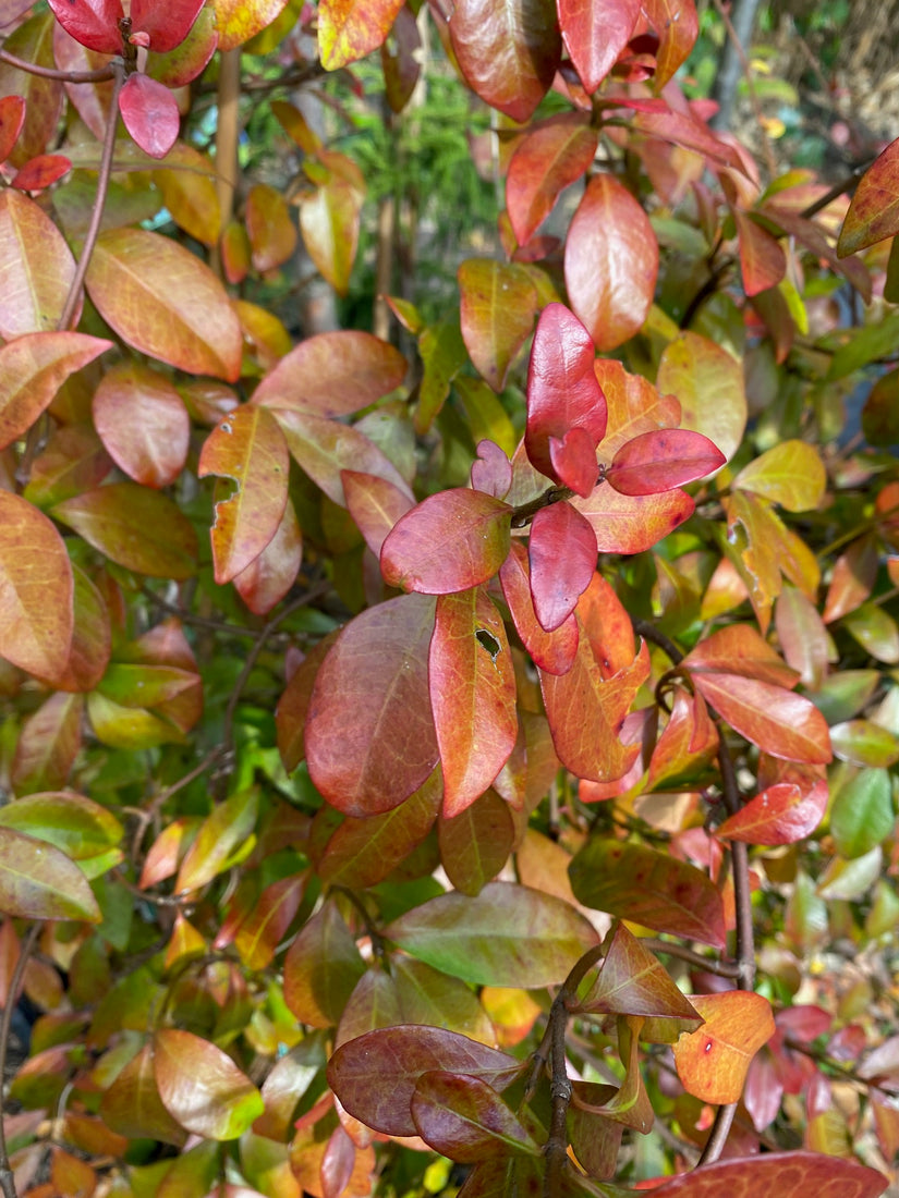 Toscaanse Jasmijn in de herfst