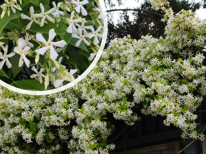 Toscaanse Jasmijn - Trachelospermum jasminoides