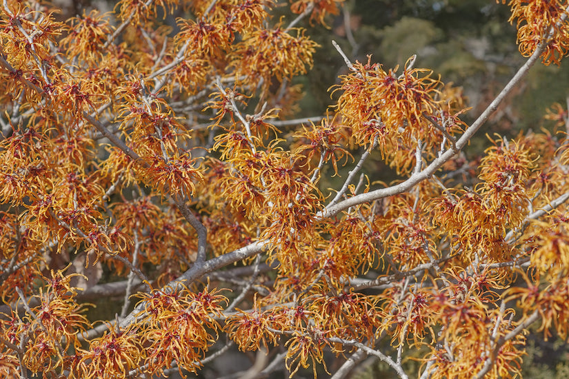 Toverhazelaar - Hamamelis intermedia 'Jelena' bloei cloe-up