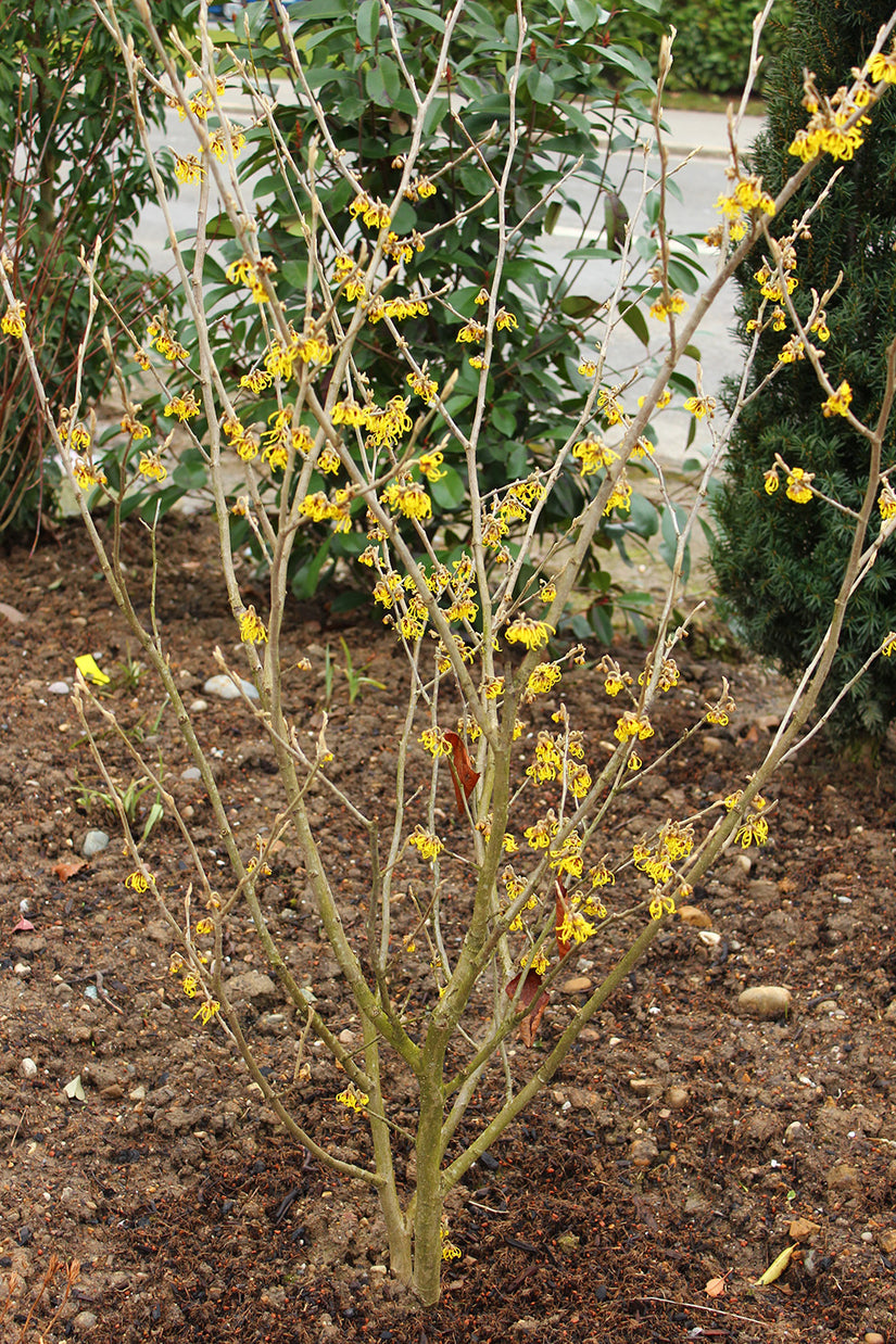 Toverhazelaar - Hamamelis intermedia 'Westerstede' bloei