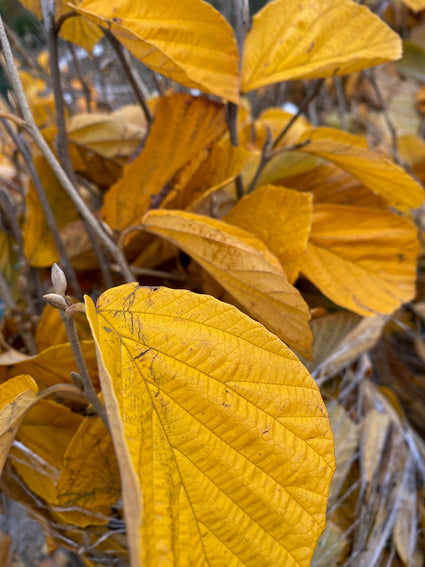 Toverhazelaar - Hamamelis intermedia 'Westerstede' (Herfst)