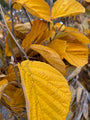 Toverhazelaar - Hamamelis intermedia 'Westerstede' (Herfst)