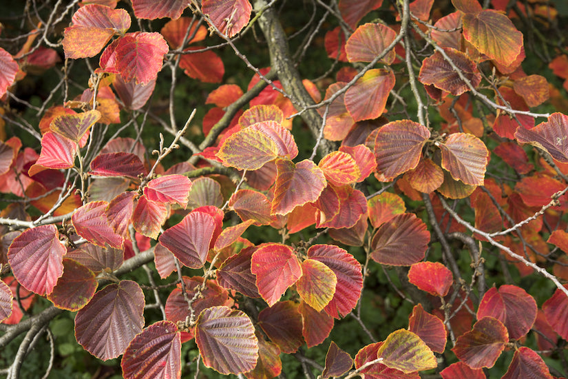 Toverhazelaar - Hamamelis x intermedia 'Ruby Glow'