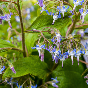 Orientalisches Gurkenkraut - Trachystemon orientalis