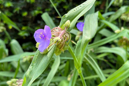 Eendagsbloem - Tradescantia 'Zwanenburg Blue'