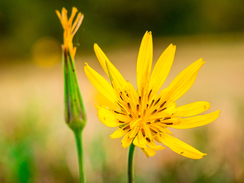 Gele morgenster - Tragopogon pratensis subsp. pratensis