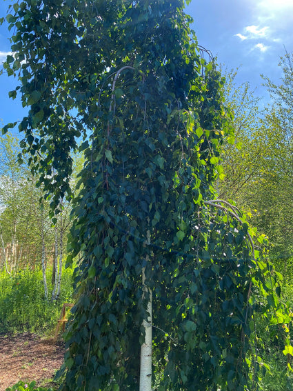 Treurberk - Betula pendula 'Long Trunk'