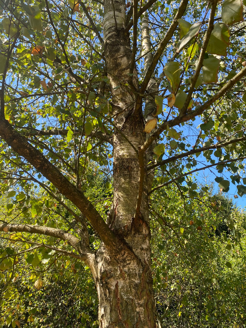 Ruwe berk - Betula pendula