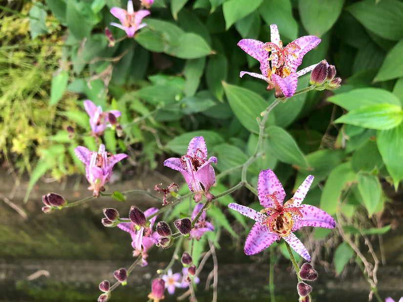 Orchidee - Tricyrtis Formosana 'Purple Beauty'