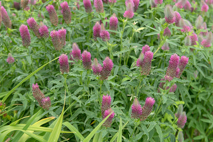 Purperrode klaver - Trifolium rubens - inheemse plant