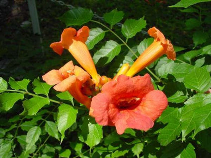 Trompetbloem - Campsis radicans 'Flamenco'.jpeg