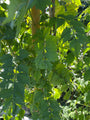 Blad Trompetbloem - Campsis radicans