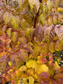 Campsis tagliabuana 'Fire Trumpet Vine' Herfstfoto