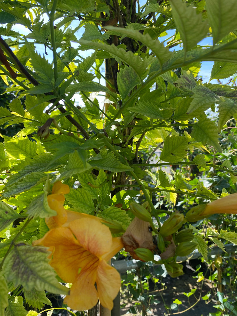 Campsis x tagliabuana 'Mme Galen'