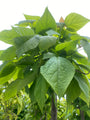 Trompetboom - Catalpa bignonioides 'Nana' - Groot blad