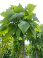 Trompetboom - Catalpa bignonioides 'Nana' - Bolvormige boom