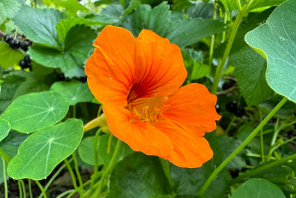 Oranje bloem Oost-Indische kers - Tropaeolum majus