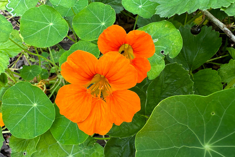 Oost-Indische kers - Tropaeolum majus