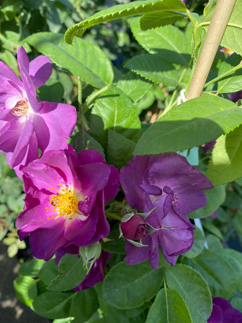 Trosroos - Rosa 'Rhapsody in Blue' in bloei