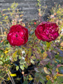 Trosroos - Rosa 'Rouge Meilove'