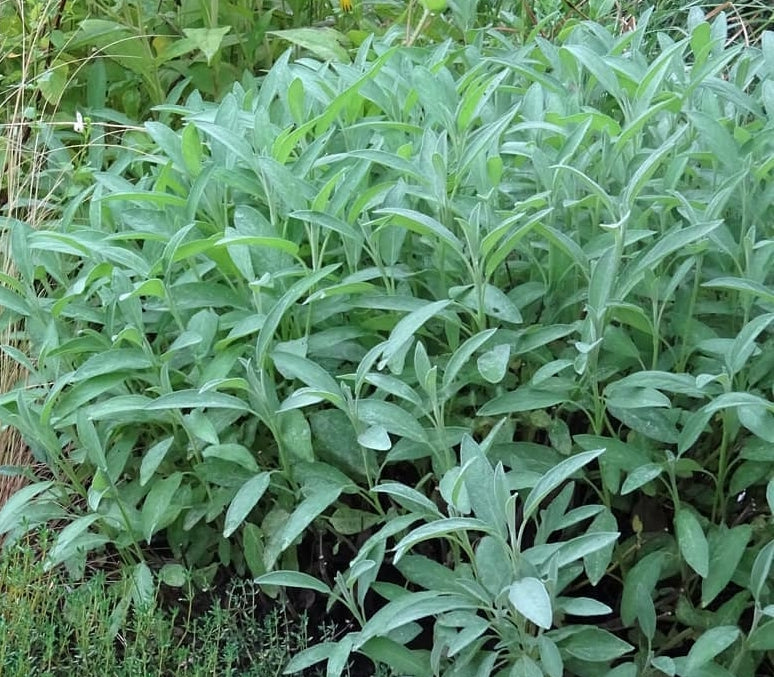 tuinplantenborder echte salie eten uit de tuin