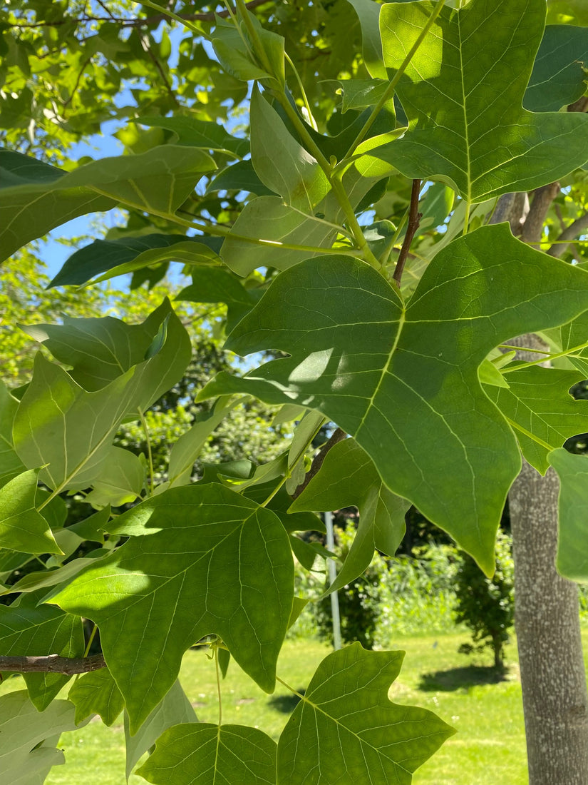 Blad Amerikaanse tulpenboom