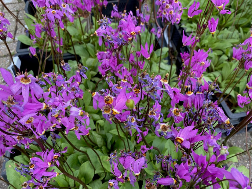 Twaalfgodenkruid-Dodecatheon-meadia.jpg