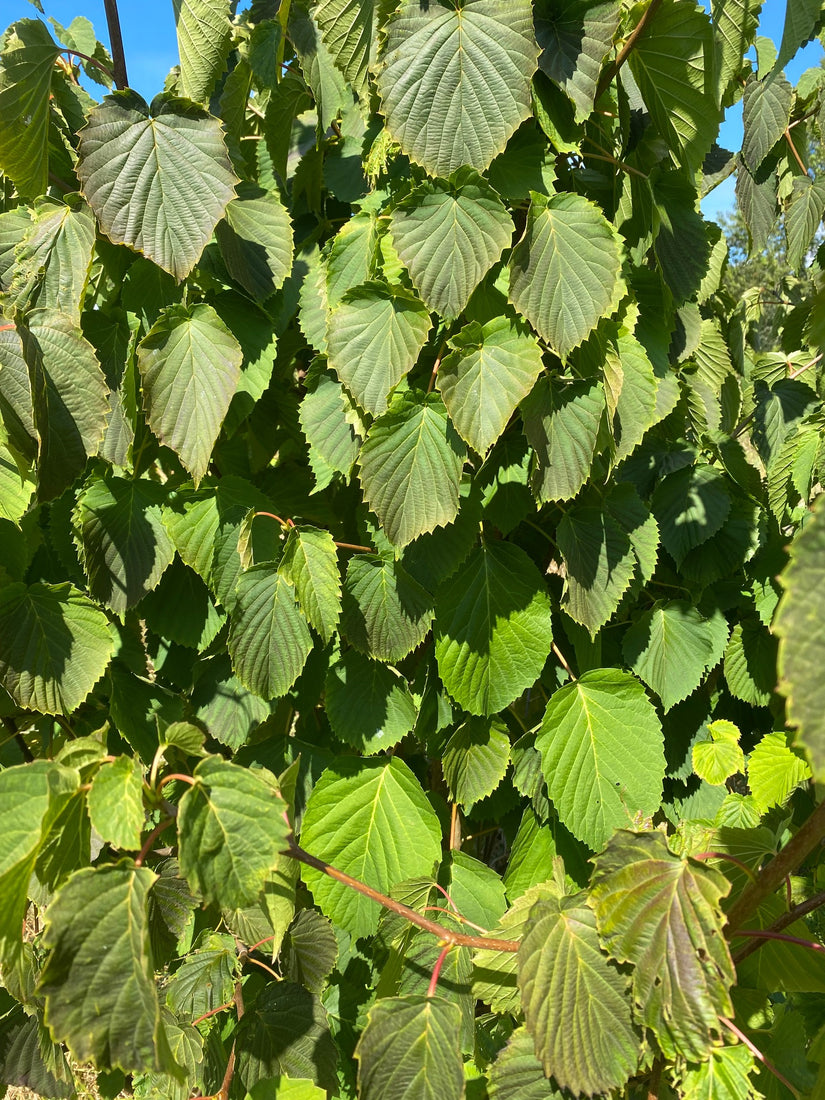 Detail Vaantjesboom - Davida involucrata