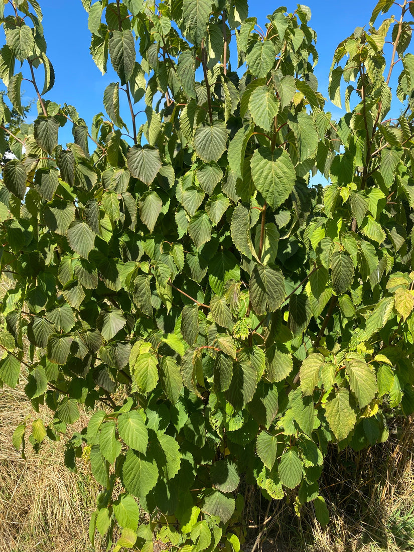 Vaantjesboom wordt ook wel Zakdoekenboom genoemd