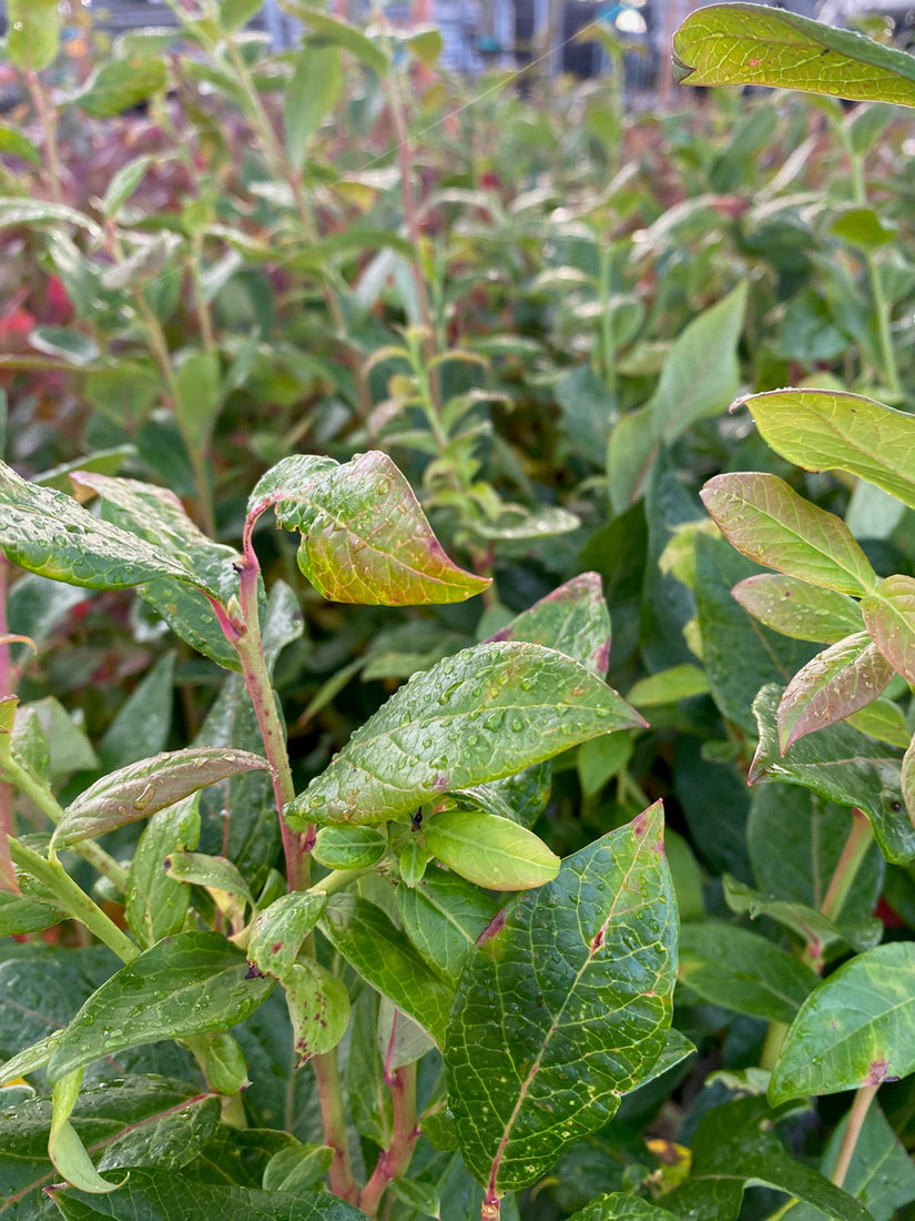 Vaccinium corymbosum 'Duke'