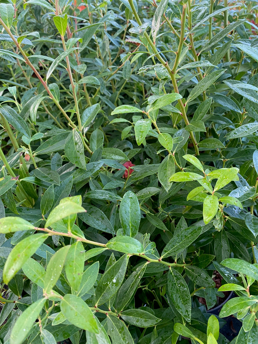 Blad Vaccinium corymbosum 'Pink Lemonade'