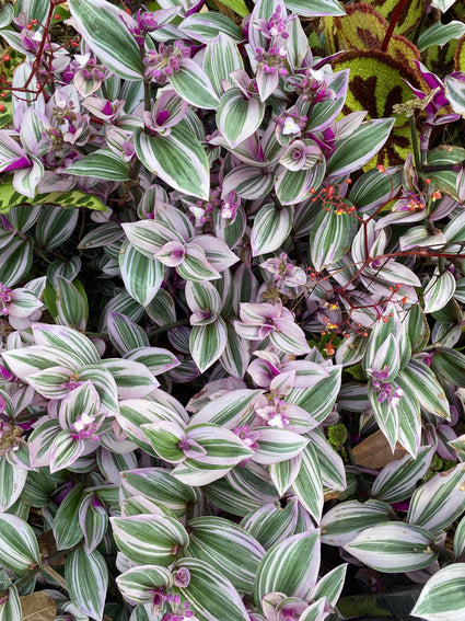 Vaderplant - Tradescantia fluminensis