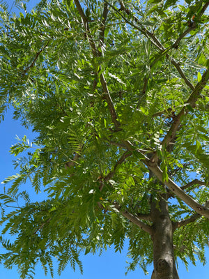 Hochstämmiger Baum
