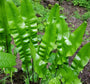 Varen borderpakketten tuinplanten