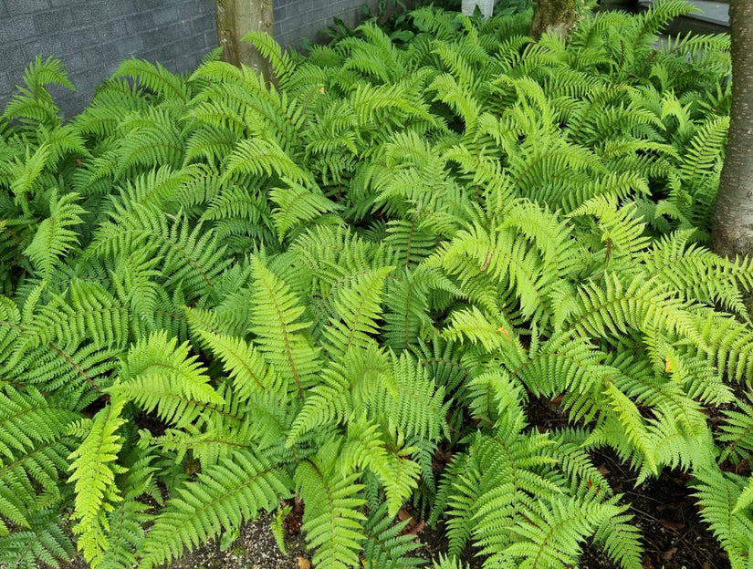 Varens als groen in schaduwtuin