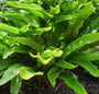 Tongvaren - Asplenium scolopendrium