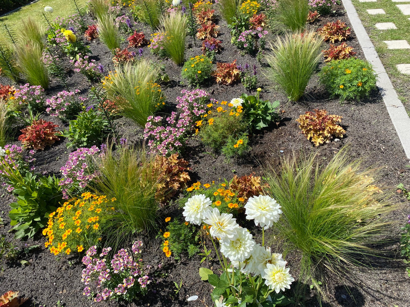 Vedergras in combinatie met bloeiende tuinplanten