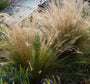 Vedergras - Stipa Tenuifolia 'Ponytails'