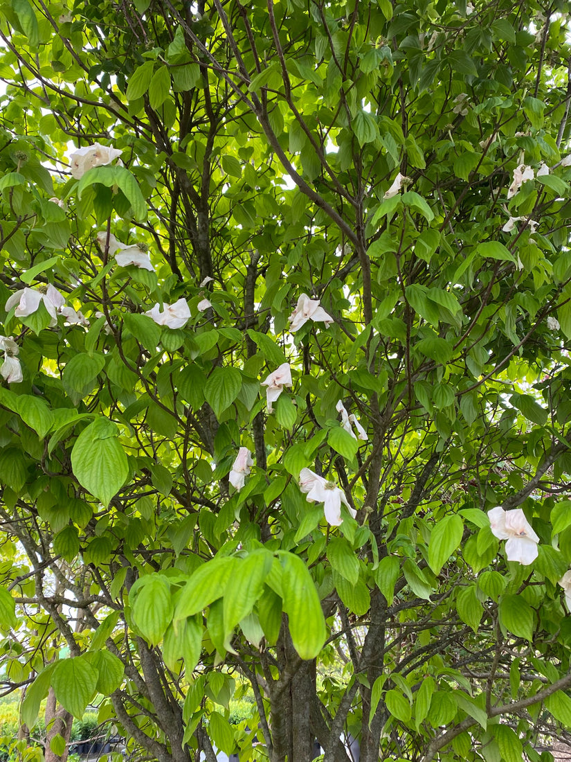 Veelbloemige Kornoelje - Cornus 'Clear Moon'