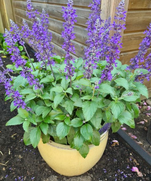 veldsalie Salvia paarse opgaande bloei